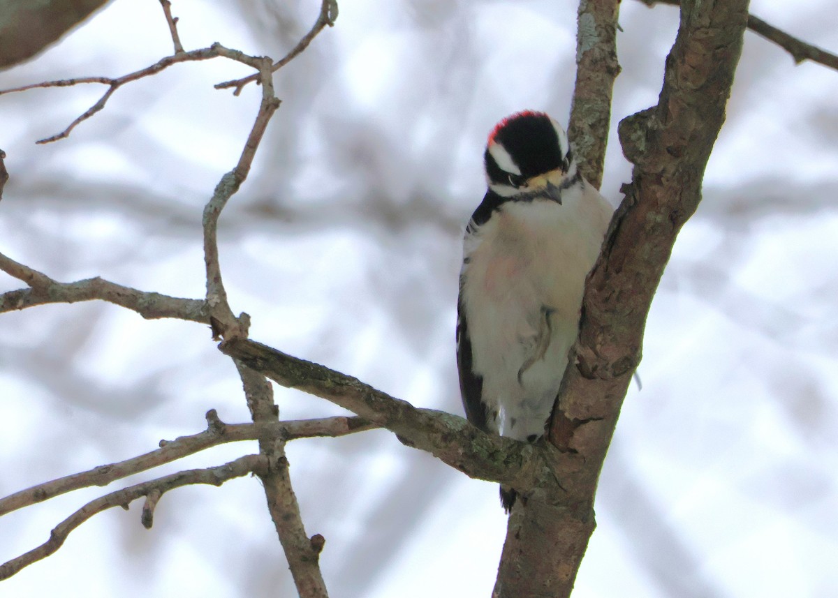 Downy Woodpecker - ML646751176