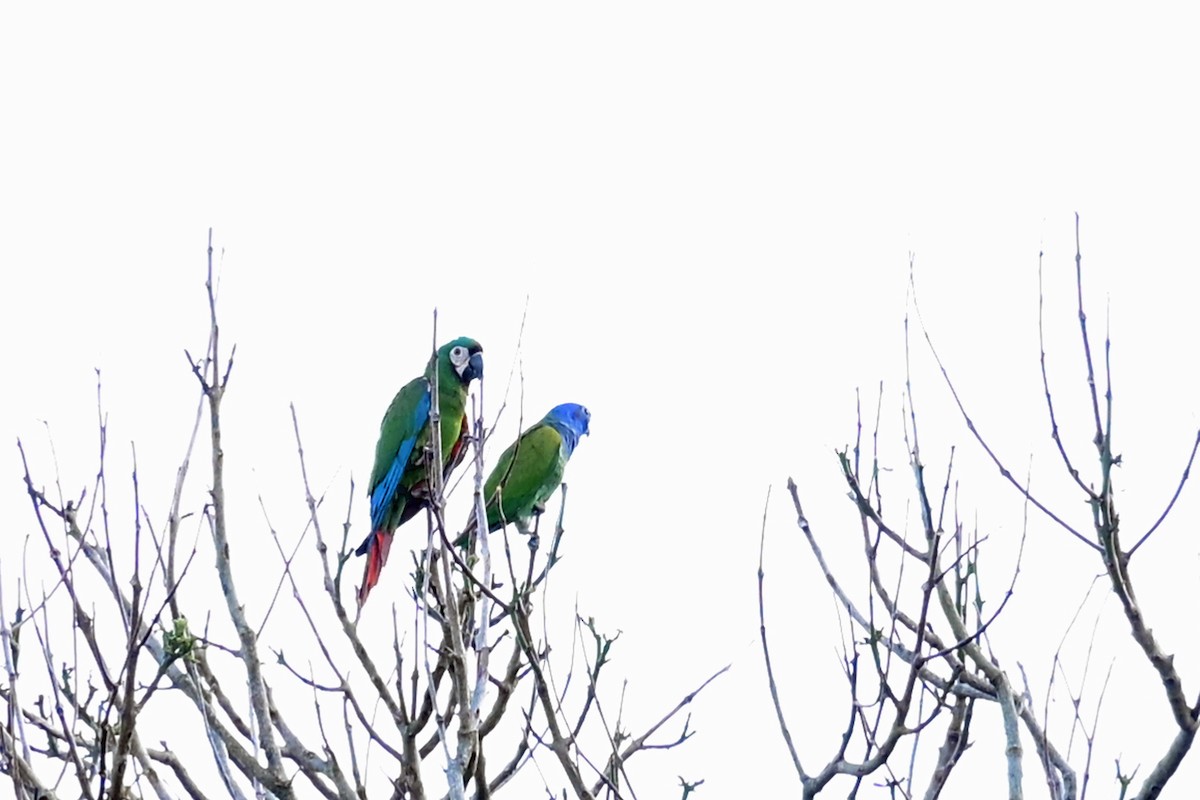 Blue-headed Parrot - ML646751177