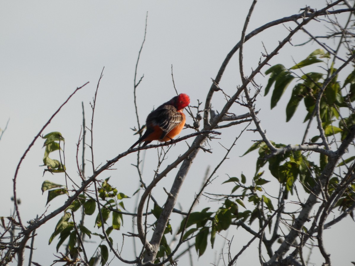 Vermilion Flycatcher - ML646751178