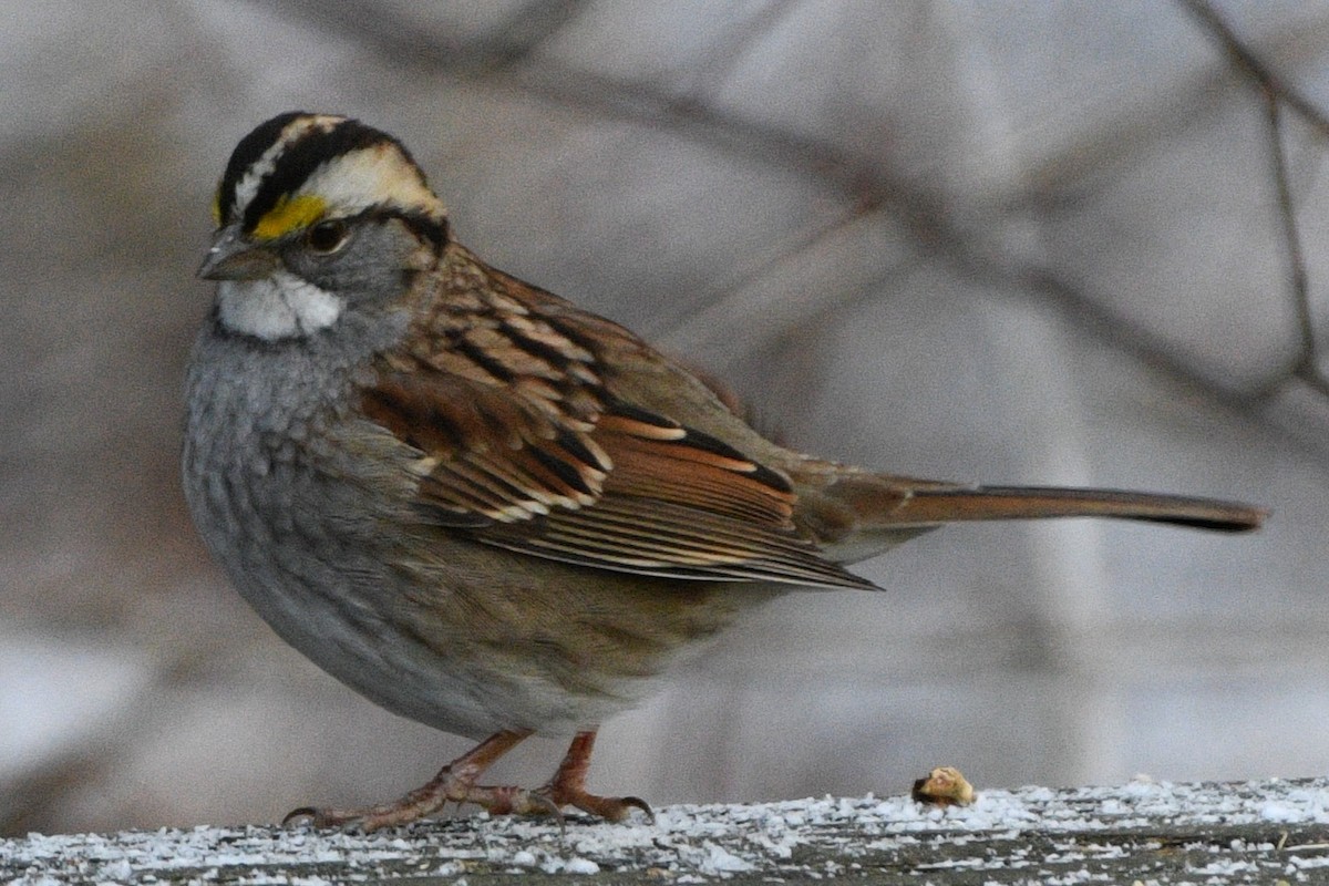 White-throated Sparrow - ML646751181