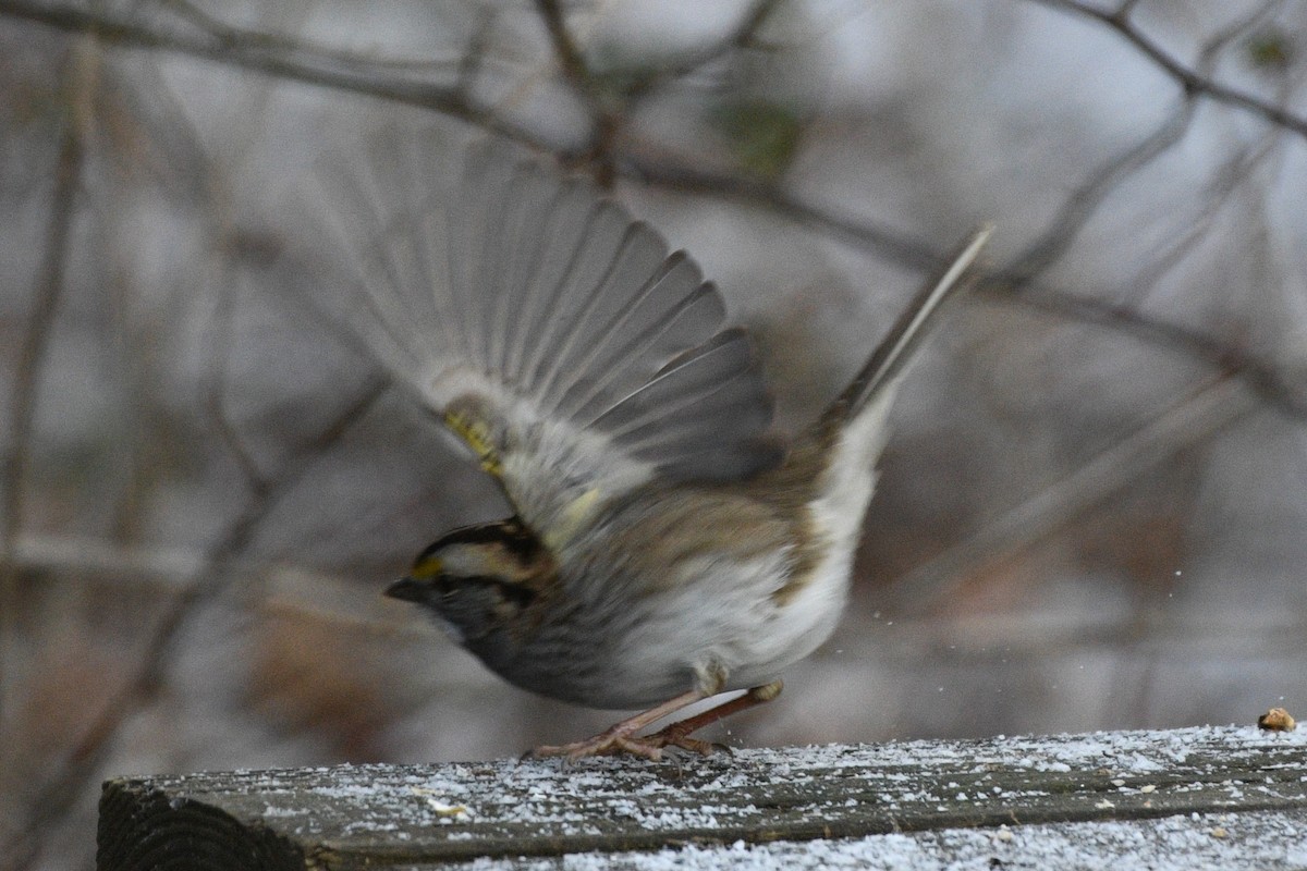 White-throated Sparrow - ML646751182
