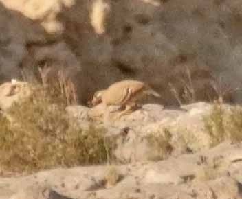 Песчаная куропатка - ML646751183