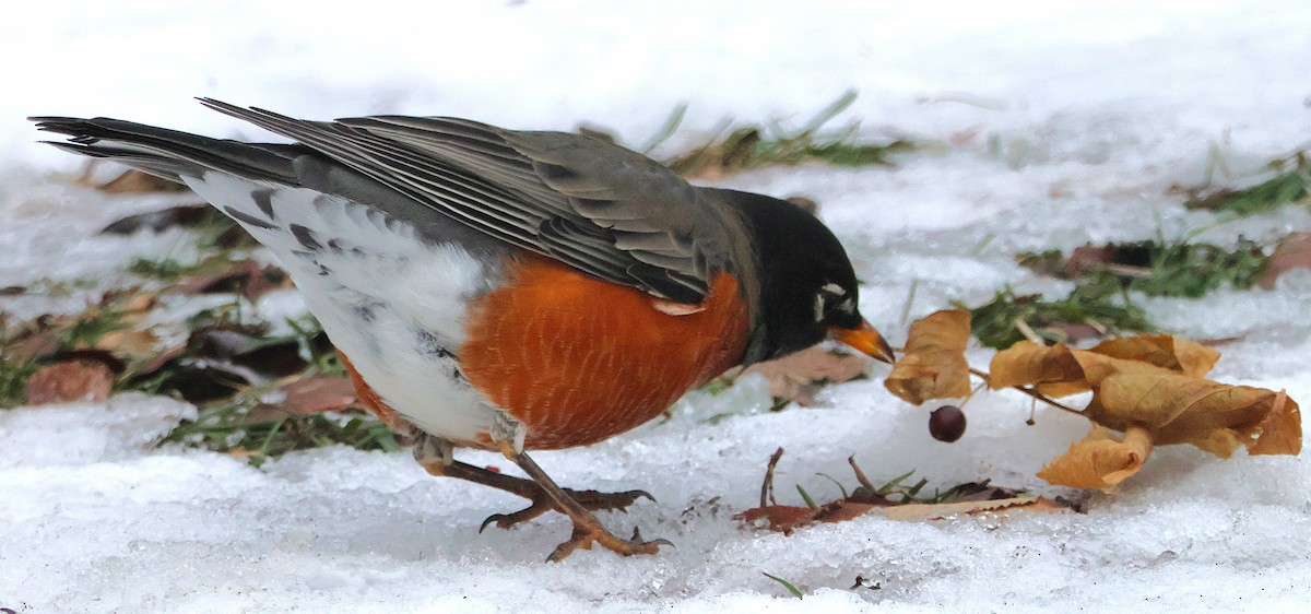American Robin - ML646751184