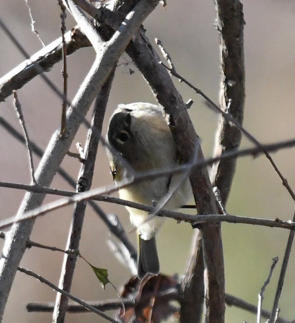 Ruby-crowned Kinglet - ML646751185