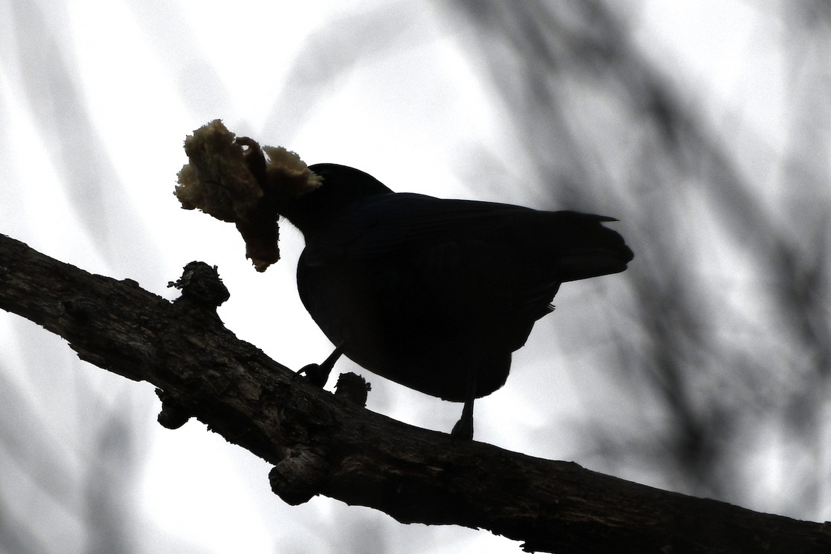 American Crow - ML646751188