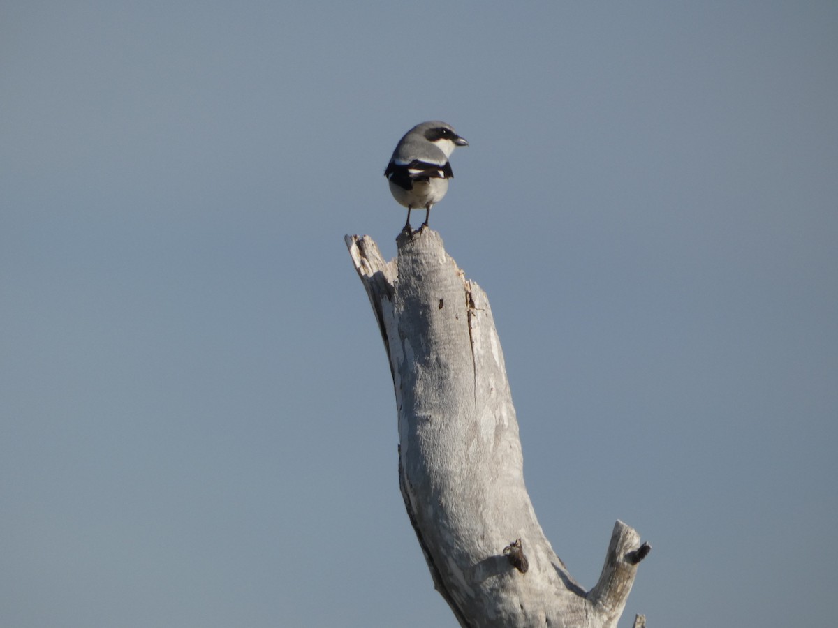 Loggerhead Shrike - ML646751189