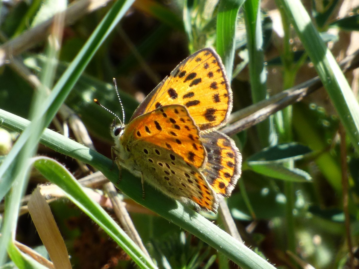 Iberian Sooty Copper - ML646751190