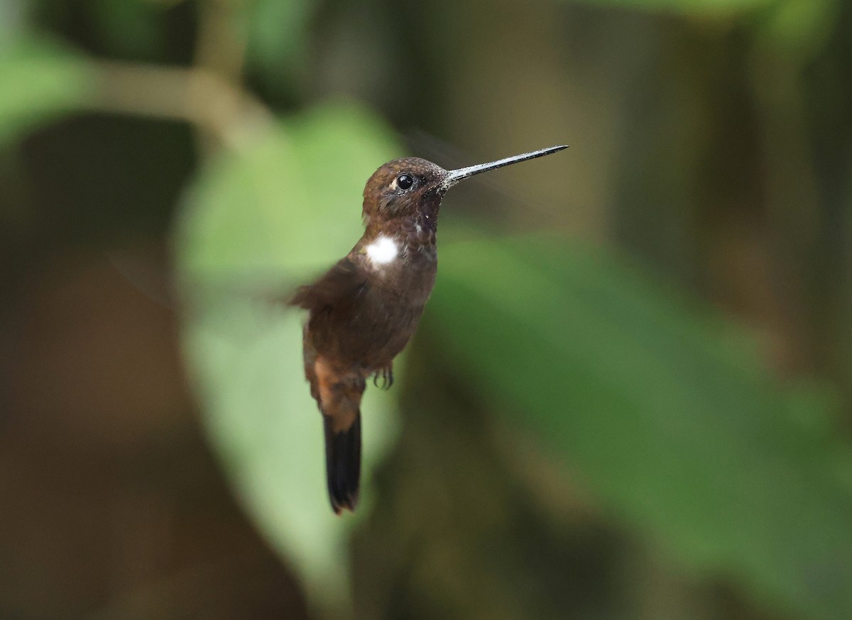 Brown Inca - ML646751194