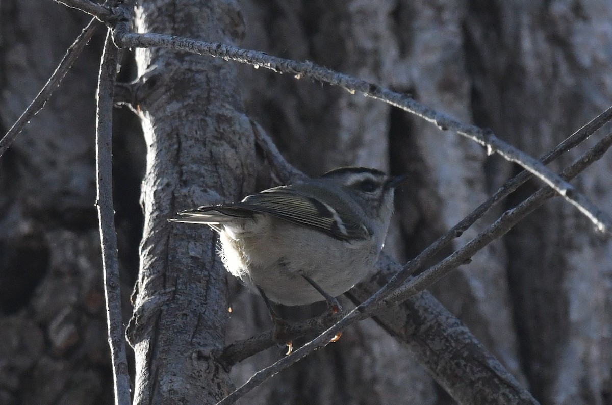 Golden-crowned Kinglet - ML646751197