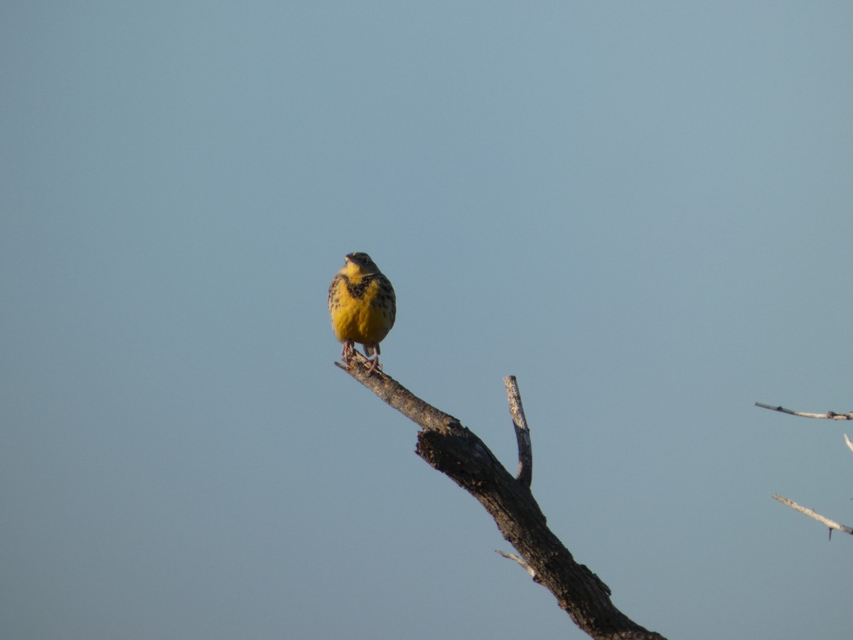 Eastern Meadowlark - ML646751199