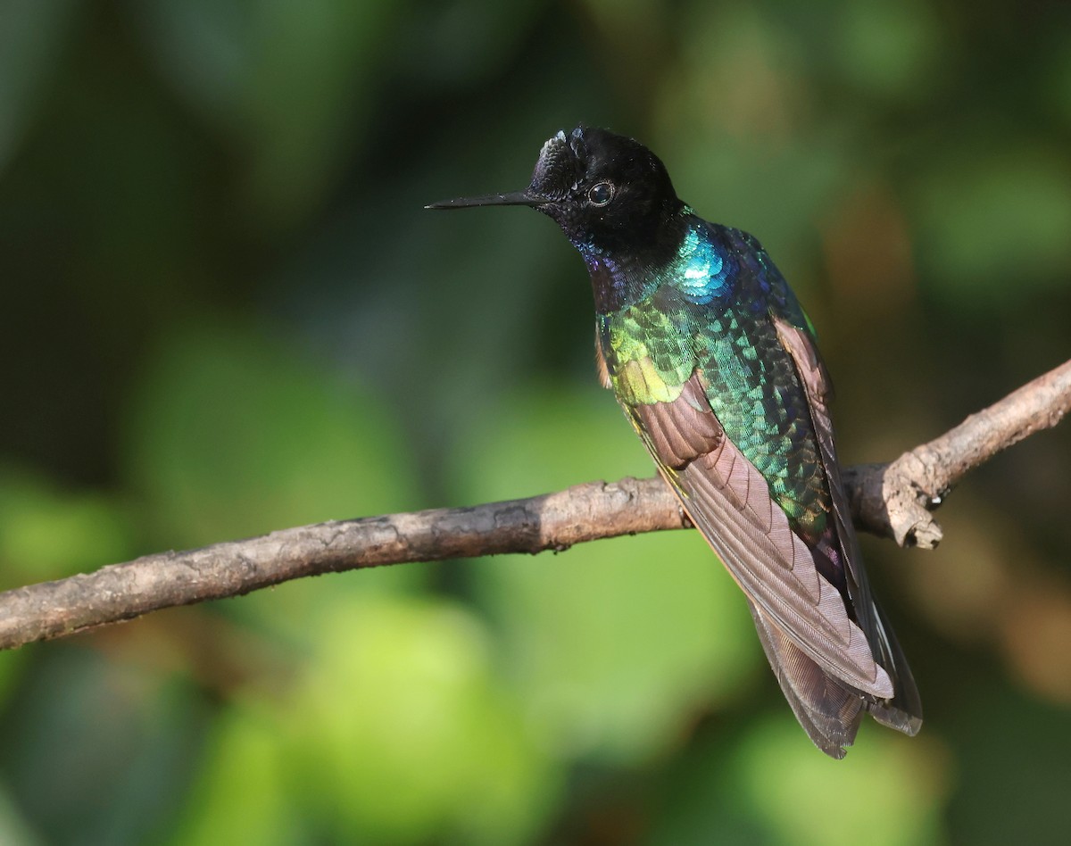 Velvet-purple Coronet - ML646751200