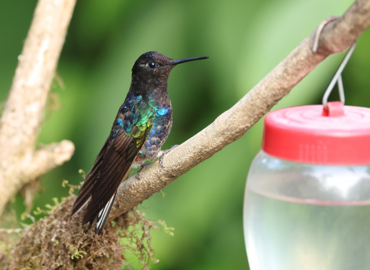 Velvet-purple Coronet - ML646751201