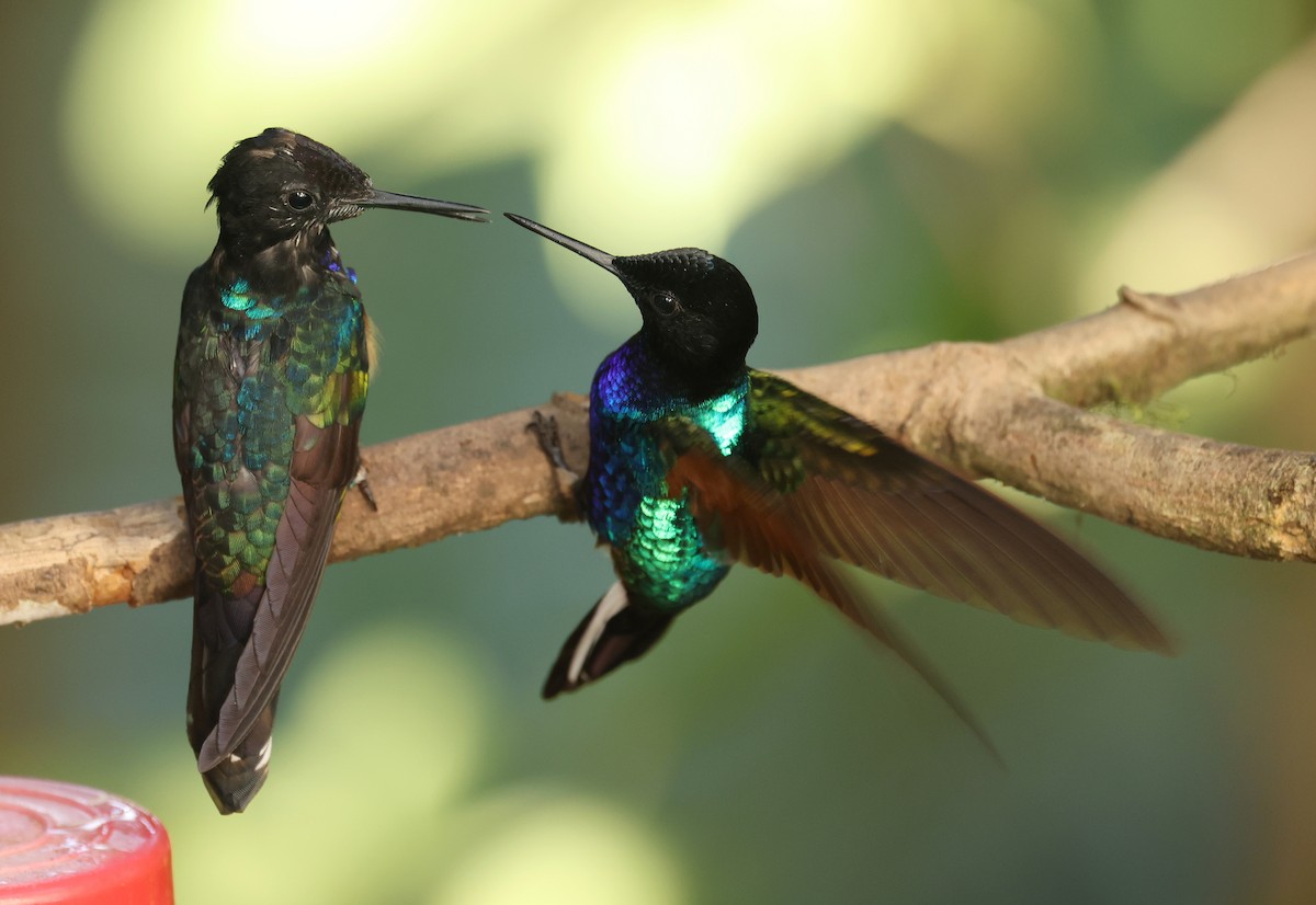 Velvet-purple Coronet - ML646751202