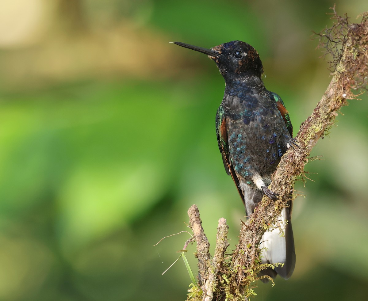 Velvet-purple Coronet - ML646751203