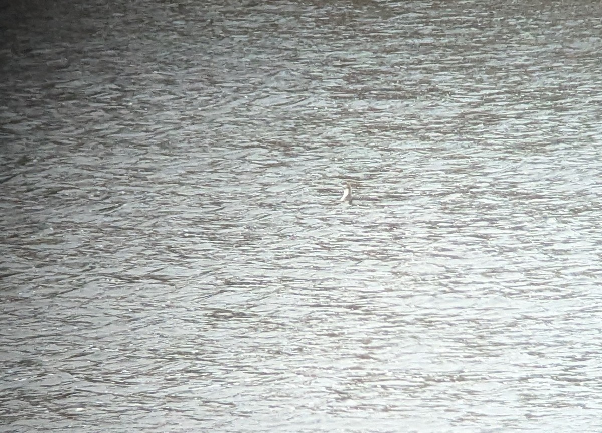 Белошейная гагара - ML646751204