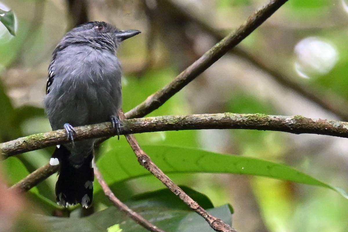 Northern Slaty-Antshrike - ML646751205