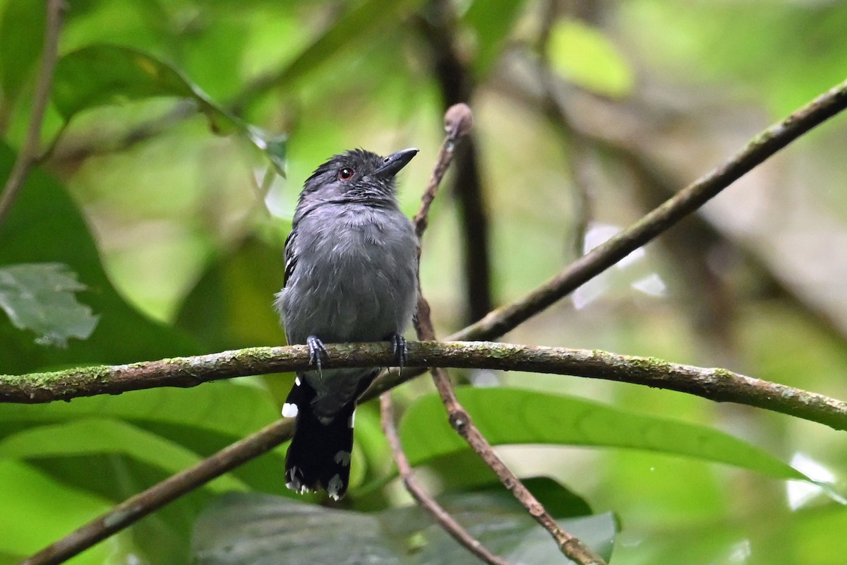 Northern Slaty-Antshrike - ML646751206
