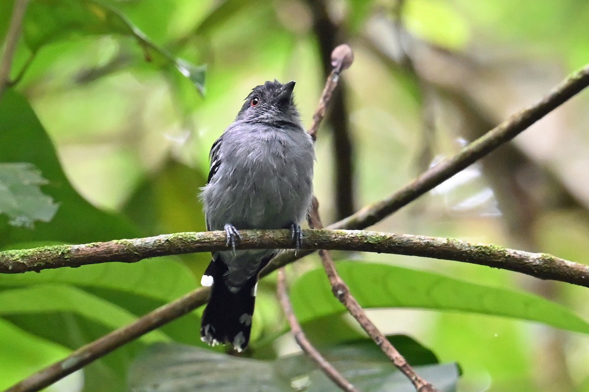 Northern Slaty-Antshrike - ML646751207