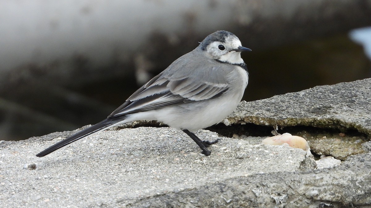 White Wagtail - ML646751208