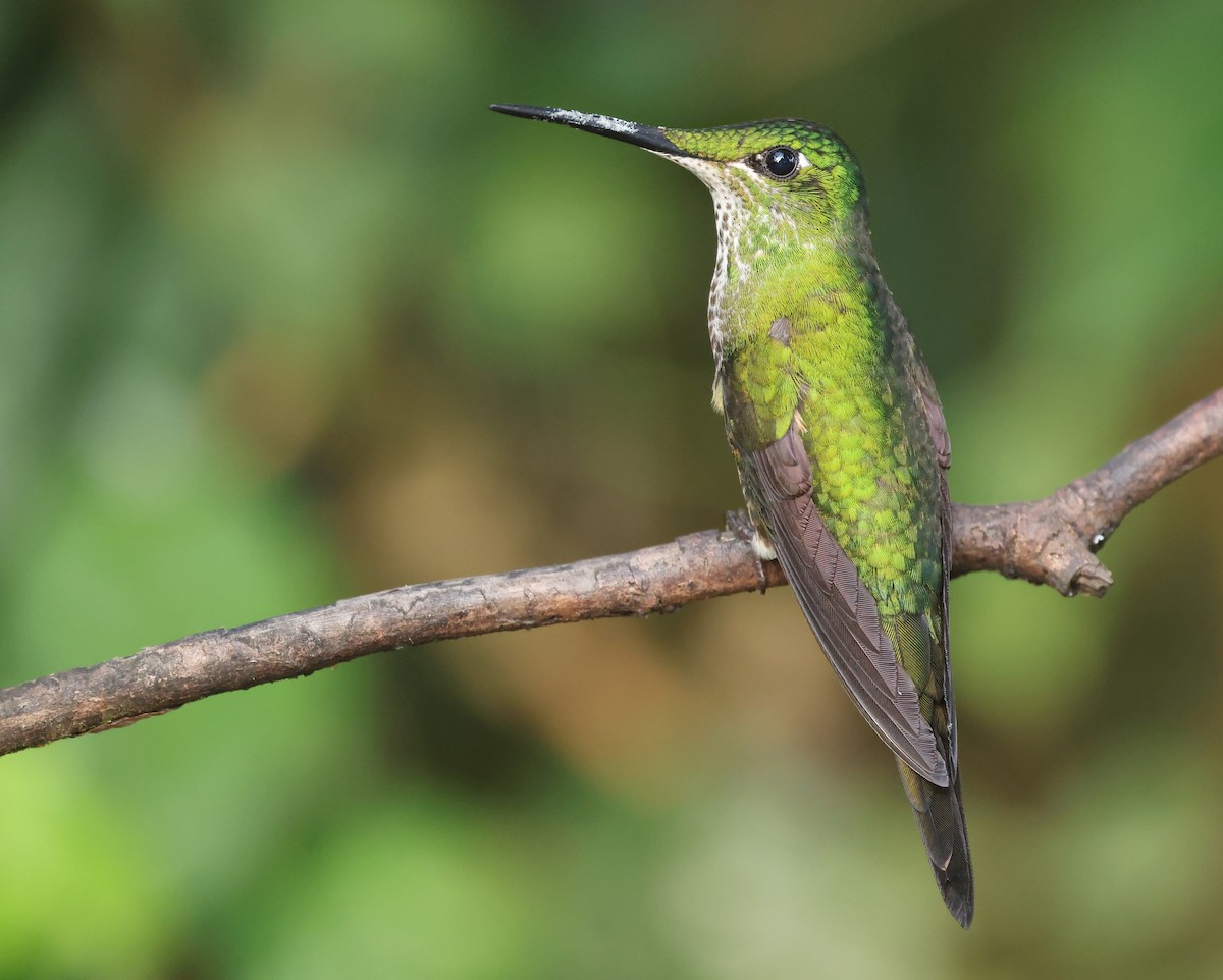 Empress Brilliant - ML646751213