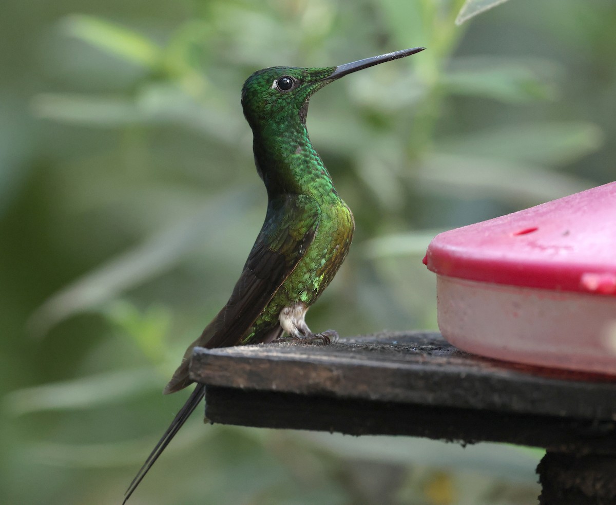 Empress Brilliant - ML646751214