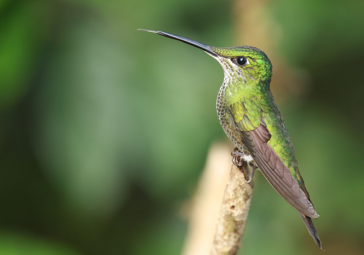 Empress Brilliant - ML646751215