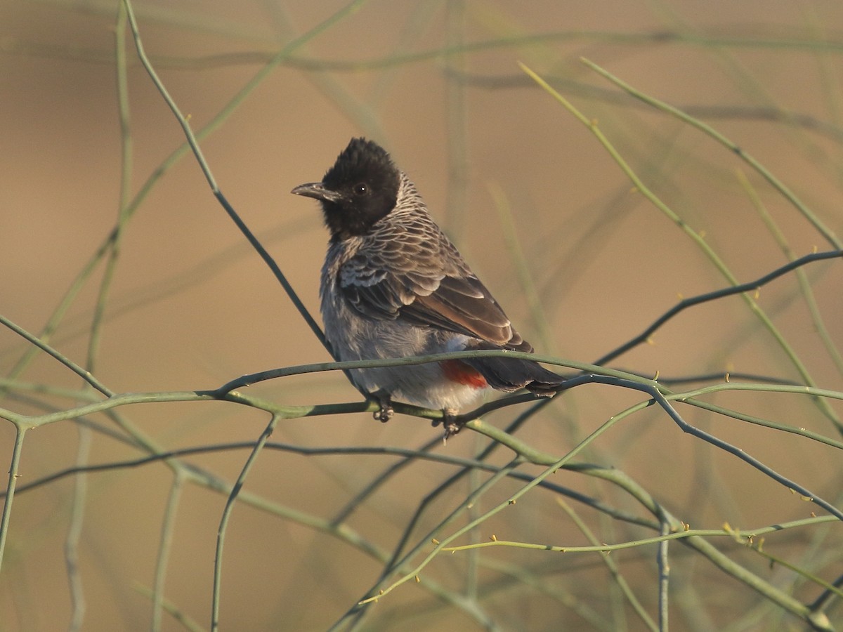 בולבול אדום-שת - ML646751217