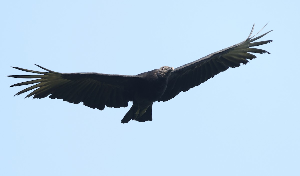 Black Vulture - ML646751218