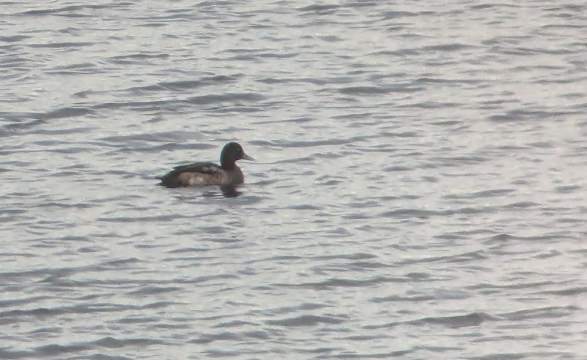 Чернь морська - ML646751219