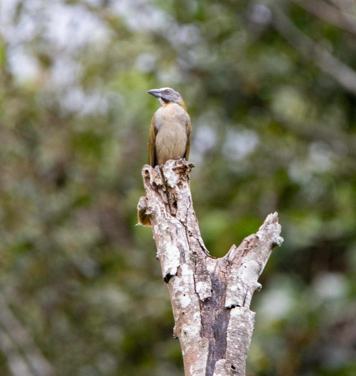 Buntkehlsaltator - ML646751220