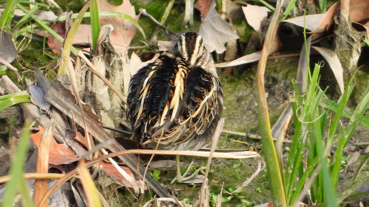 Jack Snipe - ML646751223