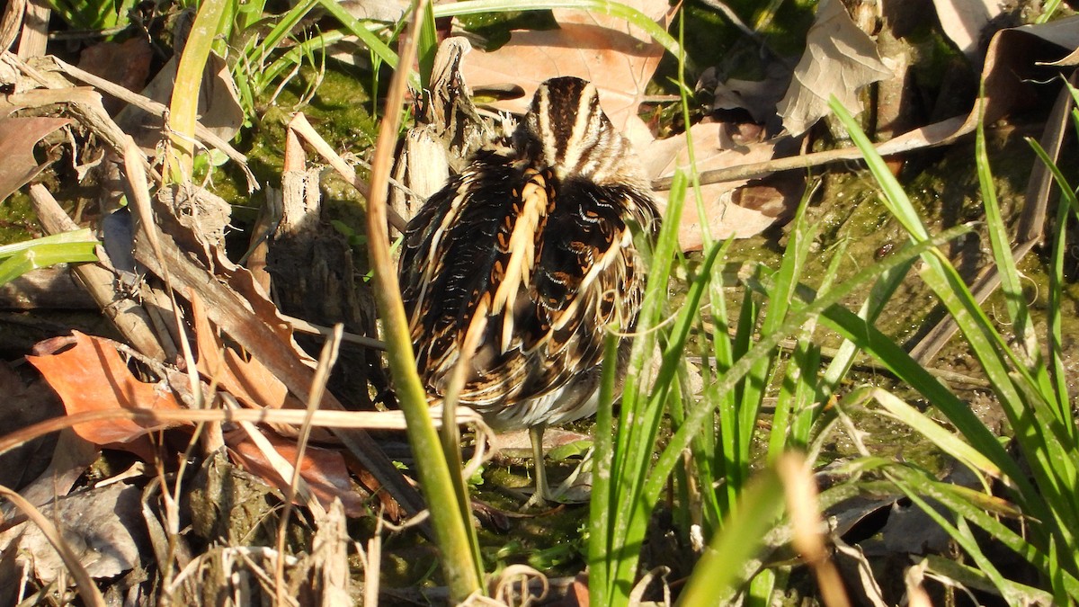 Jack Snipe - ML646751226