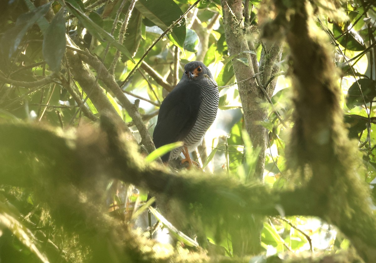 Barred Forest-Falcon - ML646751228