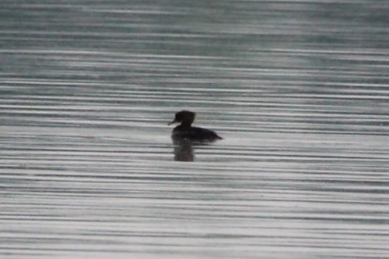 Serreta Capuchona - ML646751230