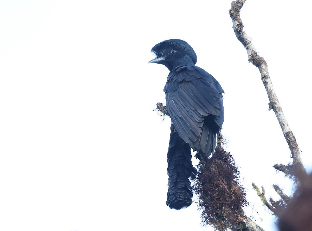 Long-wattled Umbrellabird - ML646751233