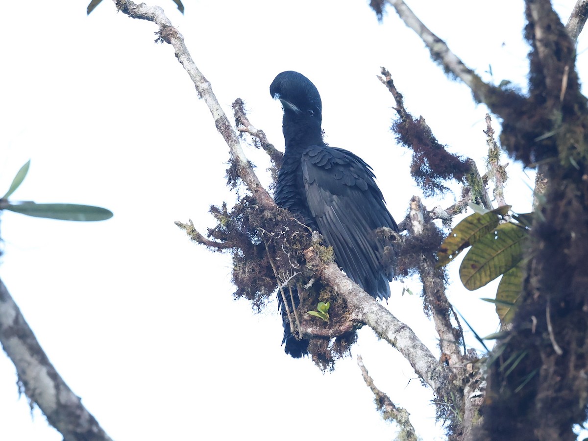 Long-wattled Umbrellabird - ML646751234