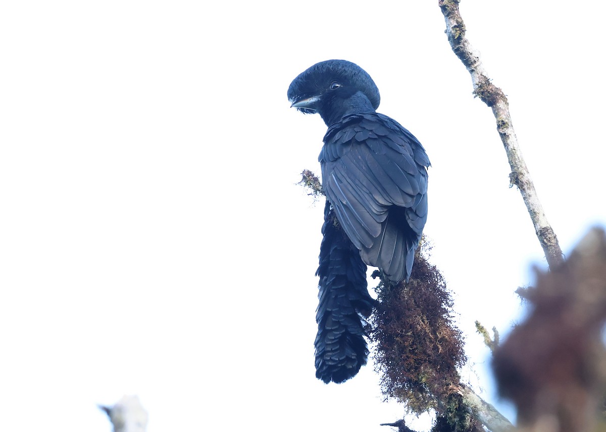 Long-wattled Umbrellabird - ML646751235