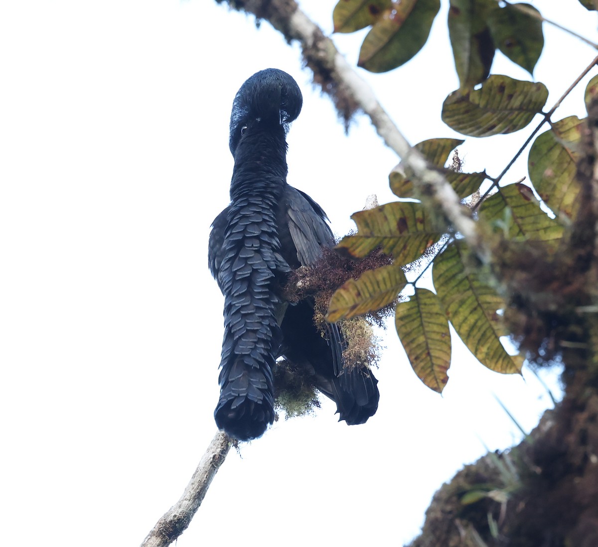 Long-wattled Umbrellabird - ML646751236