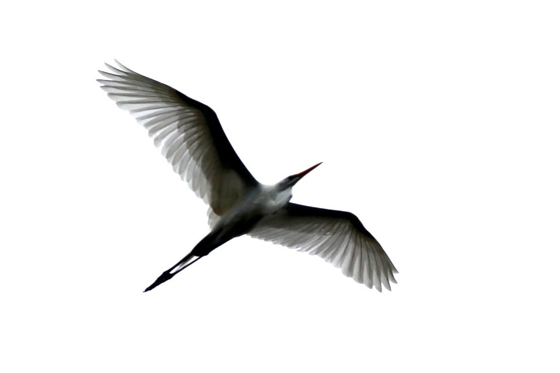 Garceta Grande - ML646751237