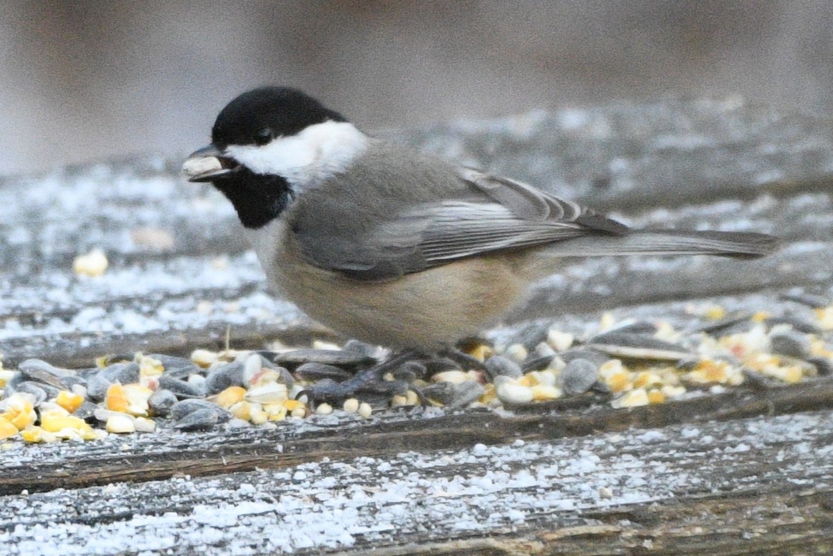 Гаїчка світлокрила - ML646751239
