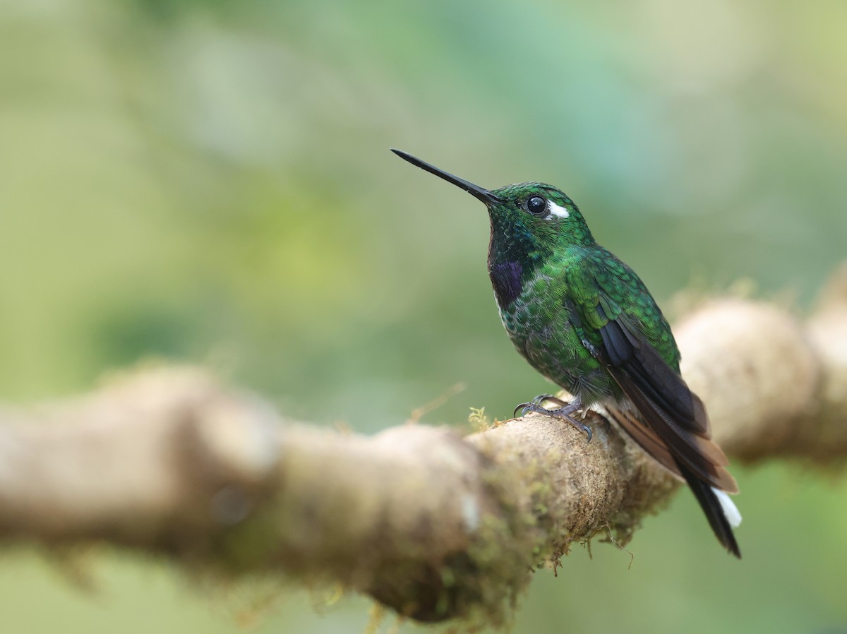 Purple-bibbed Whitetip - ML646751240