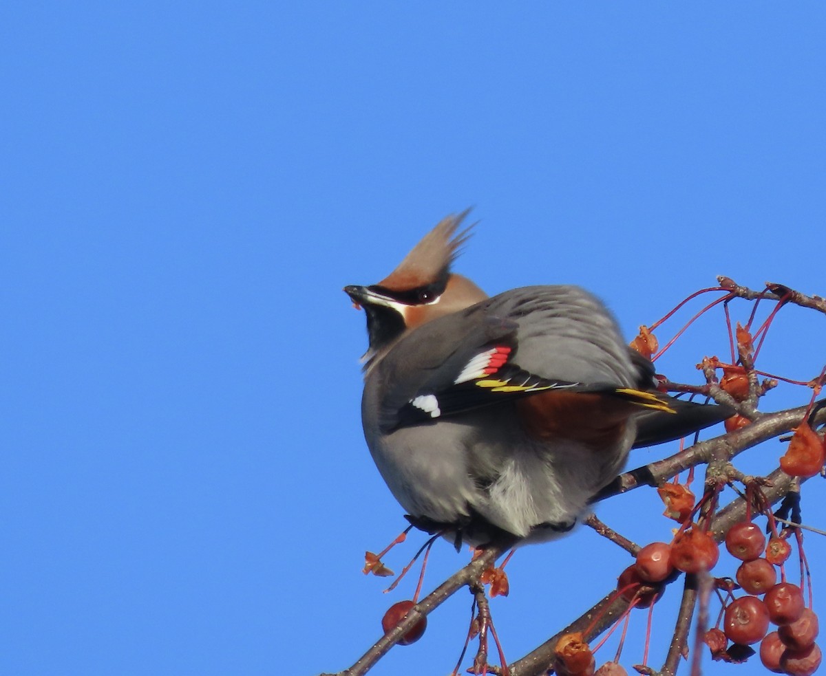 Buztanori boreala - ML646751242