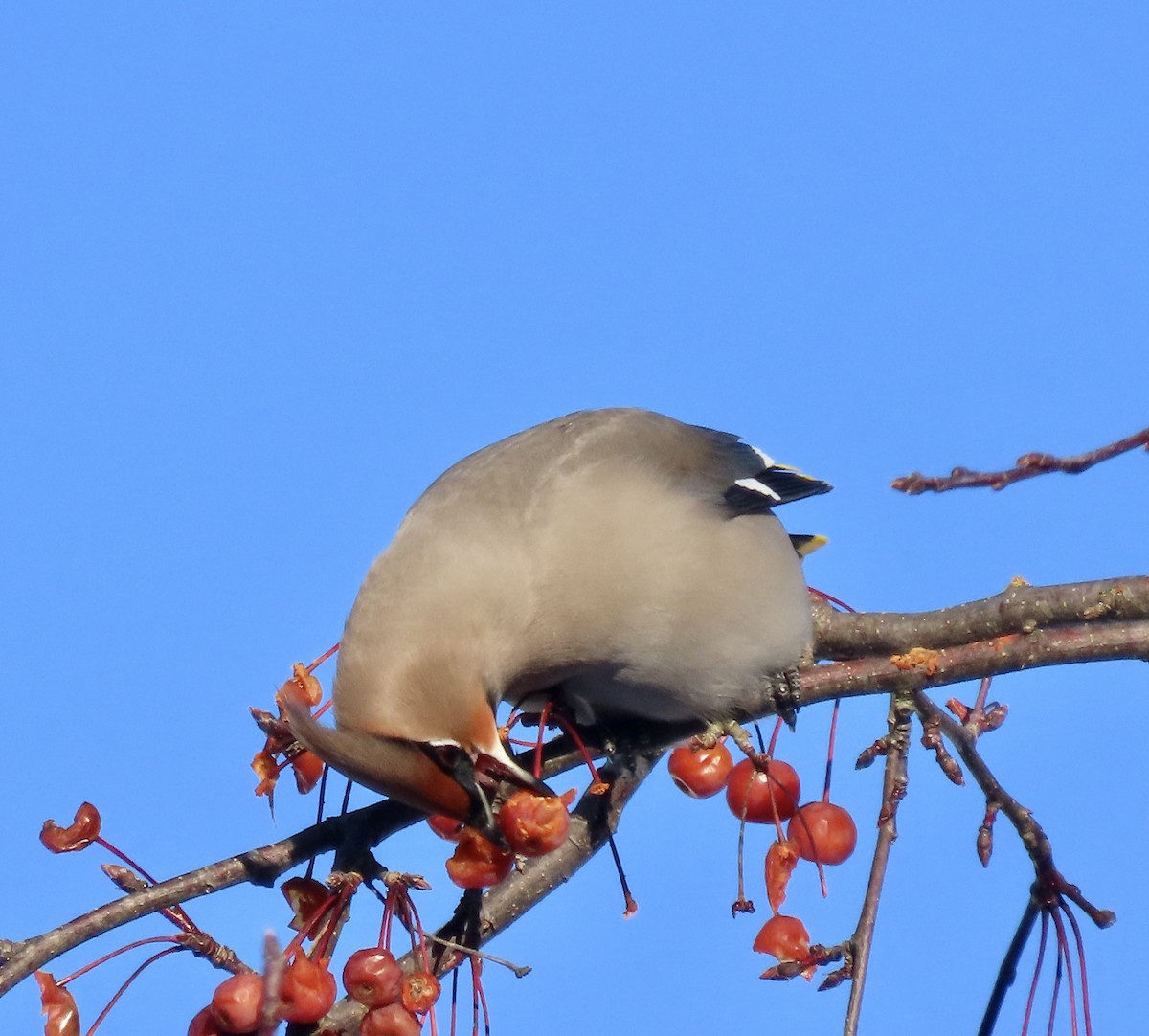 Buztanori boreala - ML646751243