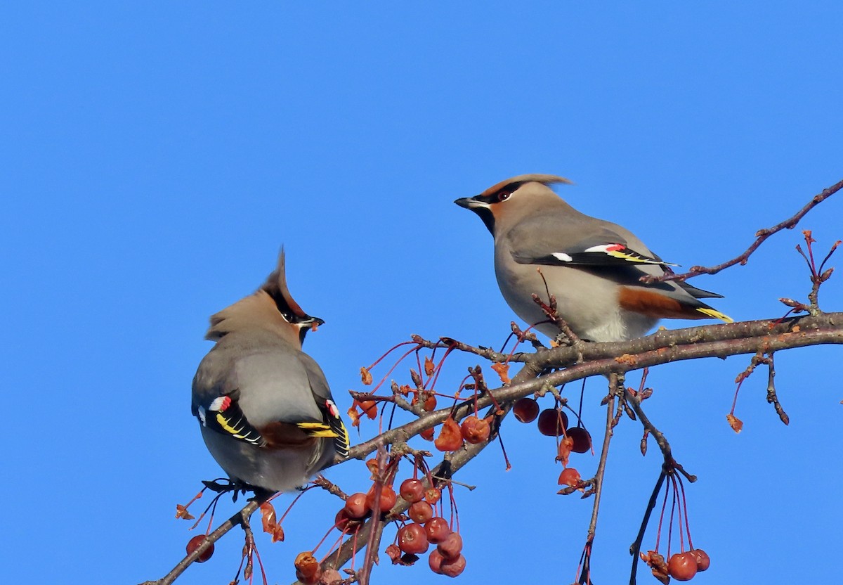 Buztanori boreala - ML646751244