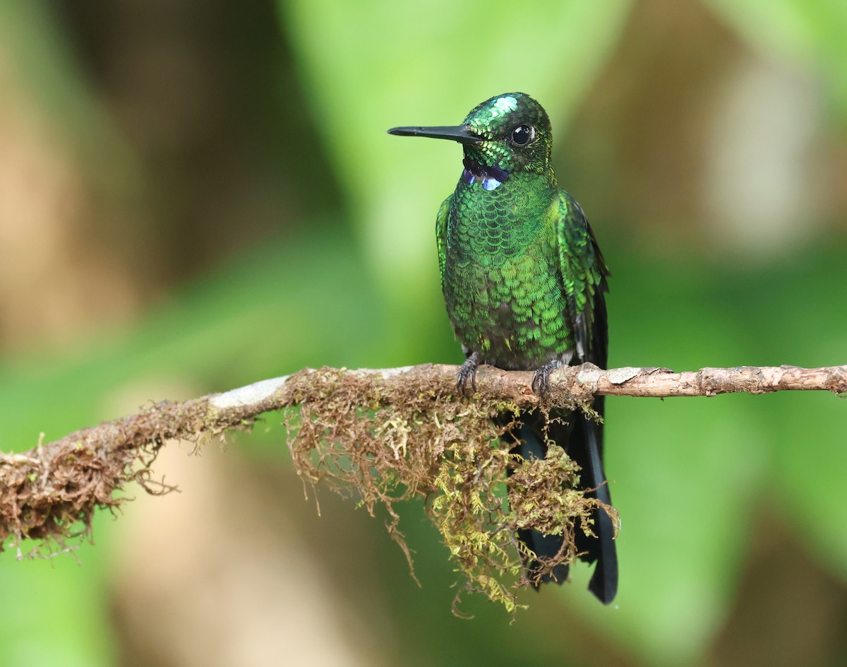 Green-crowned Brilliant - ML646751248