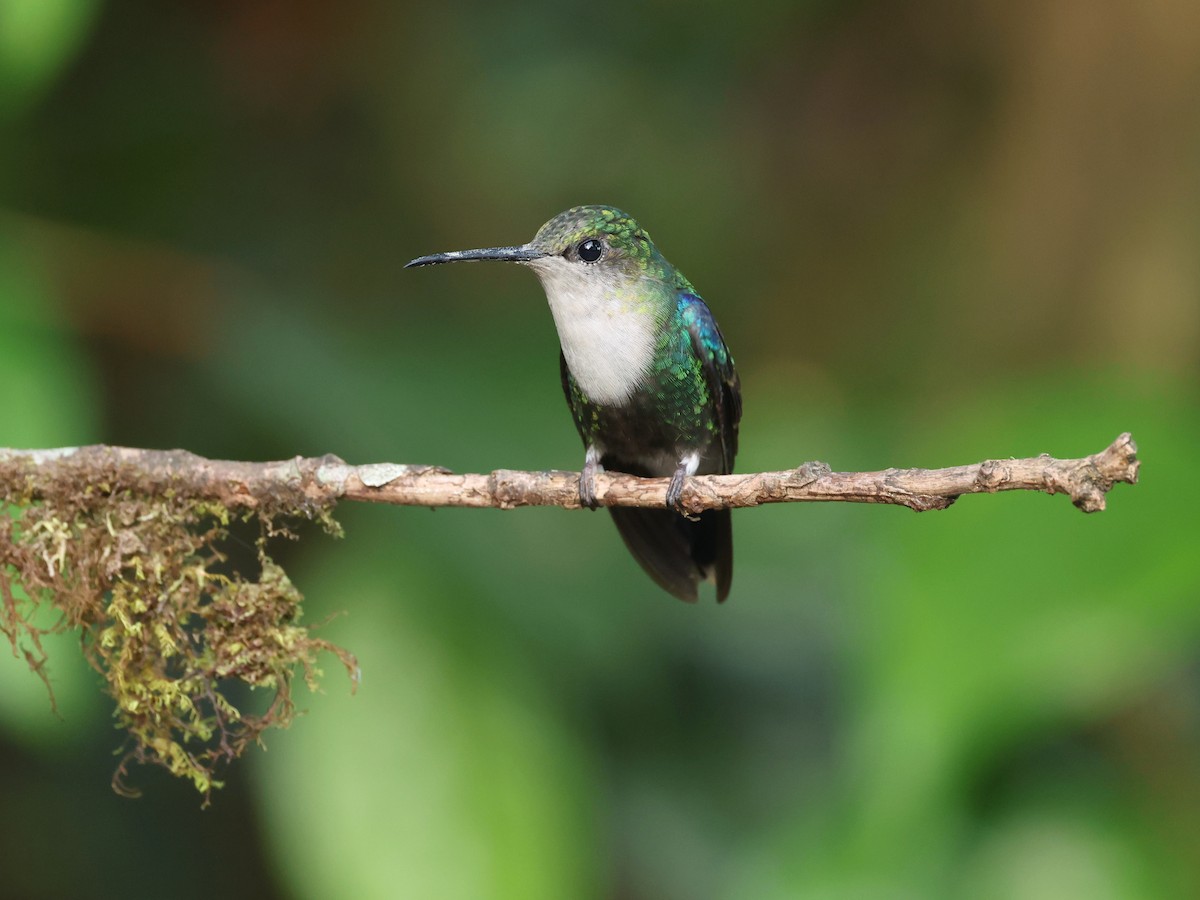 Green-crowned Brilliant - ML646751249