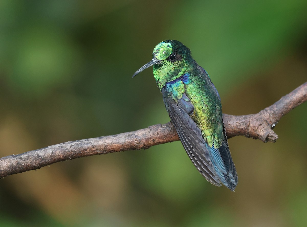 Green-crowned Brilliant - ML646751250