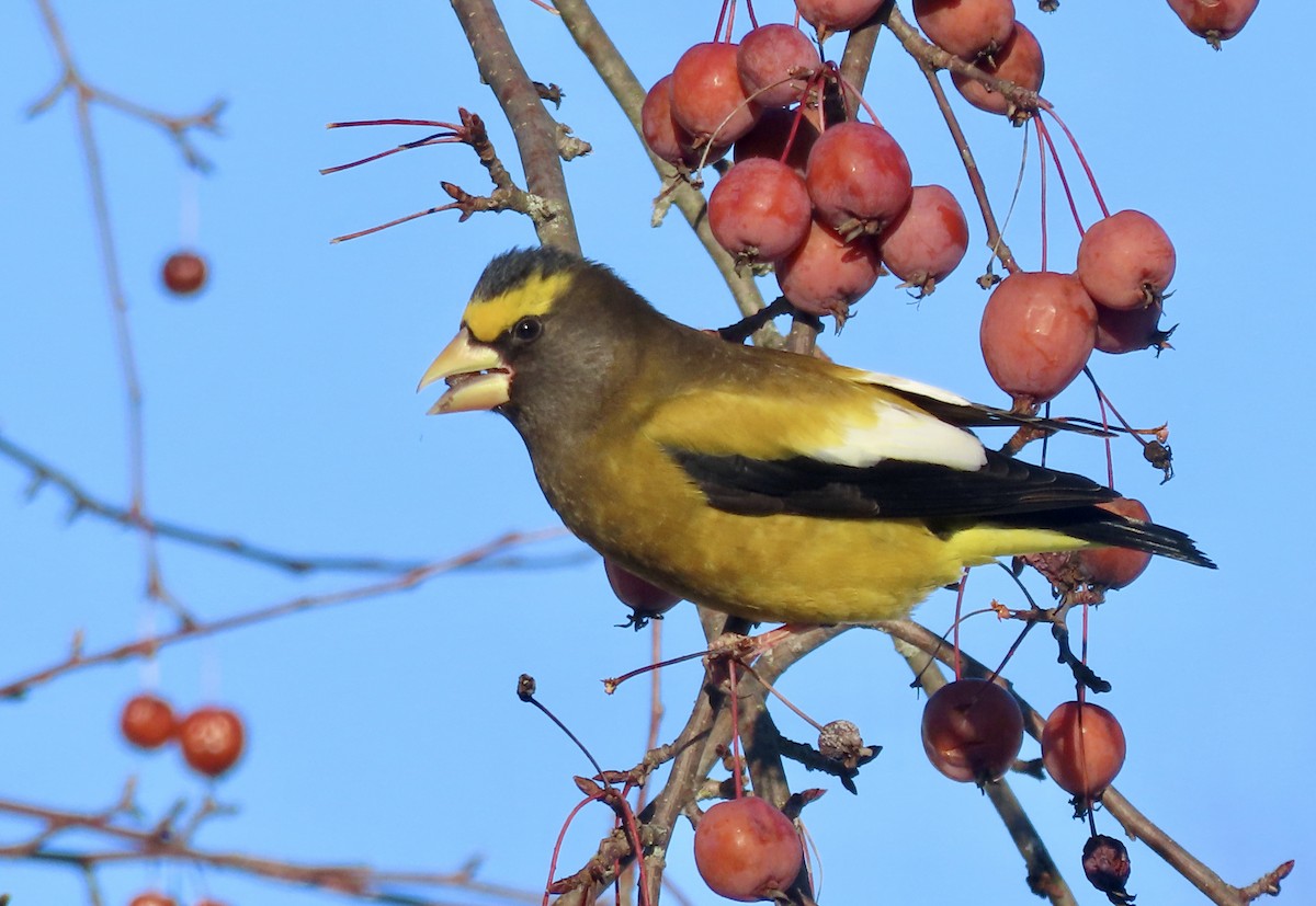 Evening Grosbeak - ML646751251
