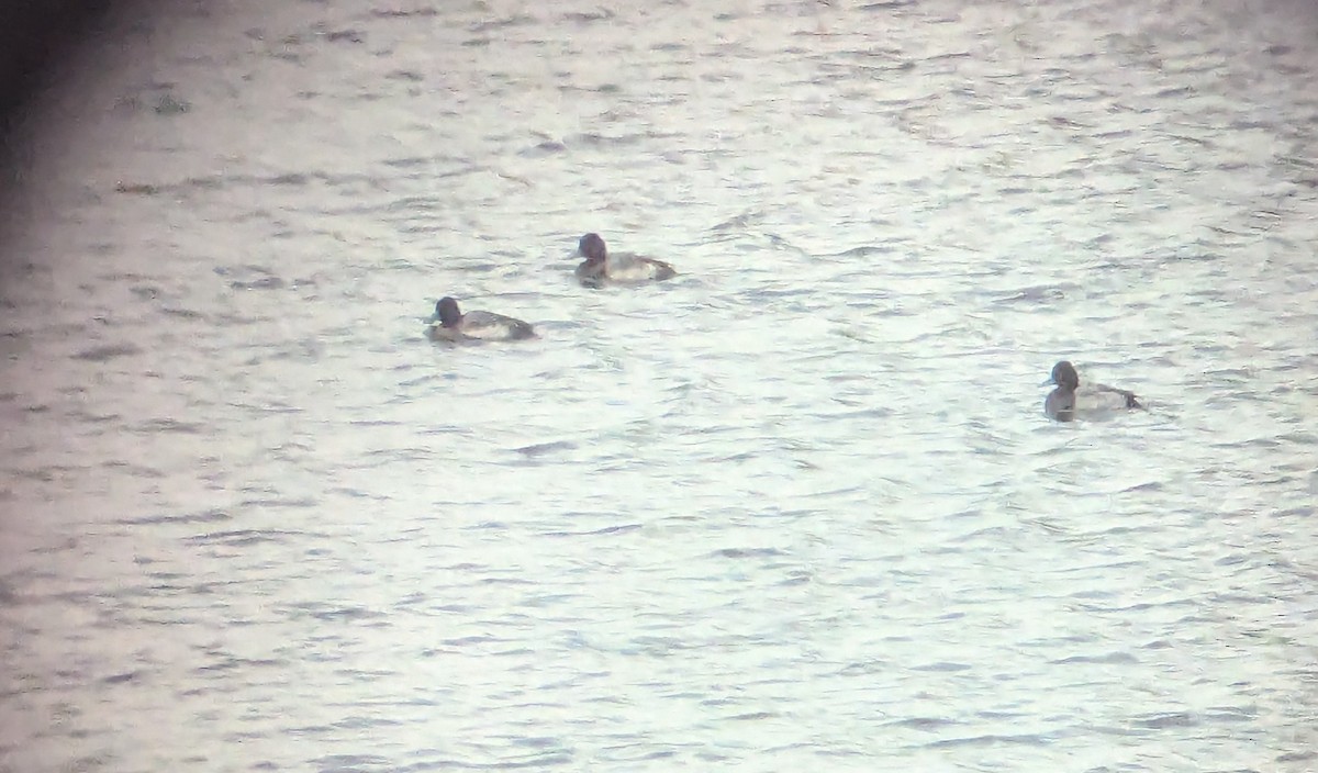 Малая морская чернеть - ML646751252