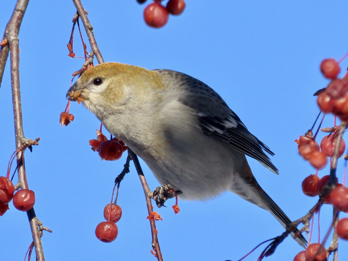 Pine Grosbeak - ML646751253